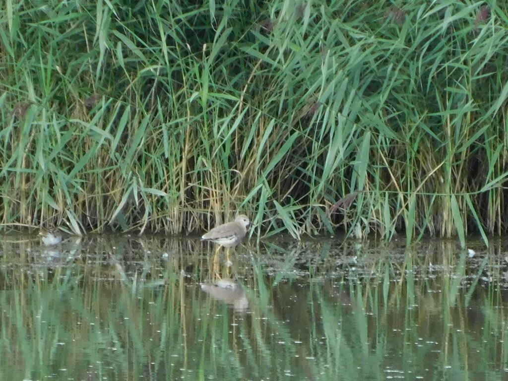 Photo of White Tailed Lapwing